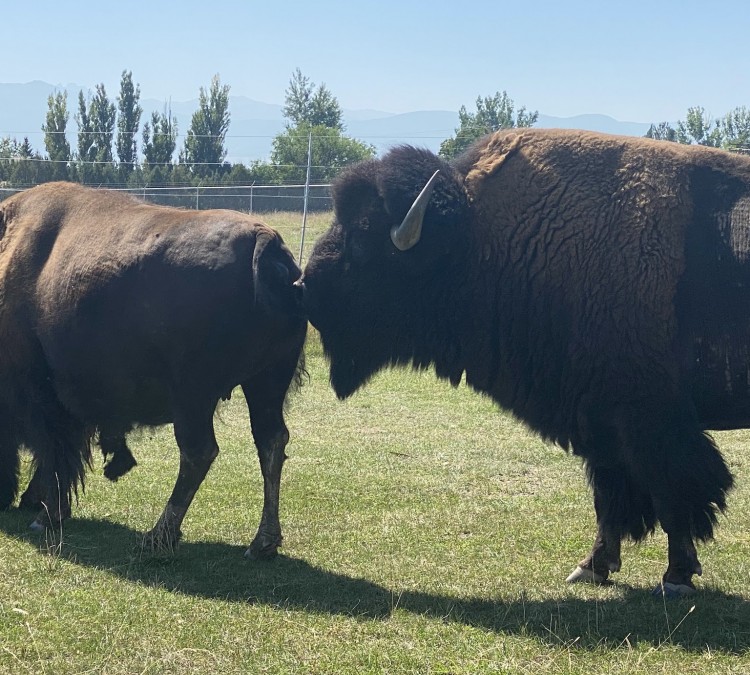 Bison - Elk Park (Sheridan,&nbspWY)